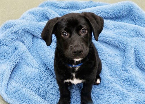 Photo of Bingo, adoptable Labrador Retriever in Ft Lauderdale, Florida