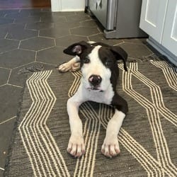 Photo of Axel BK, adoptable American Pit Bull Terrier in Hartford, Connecticut