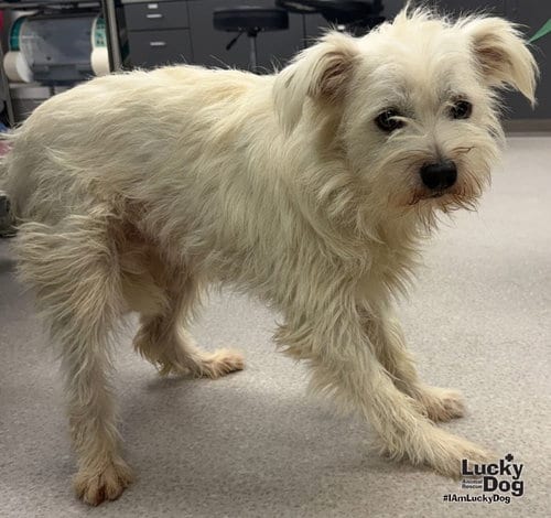 Photo of Tony, adoptable West Highland White Terrier Westie in Washington, District of Columbia