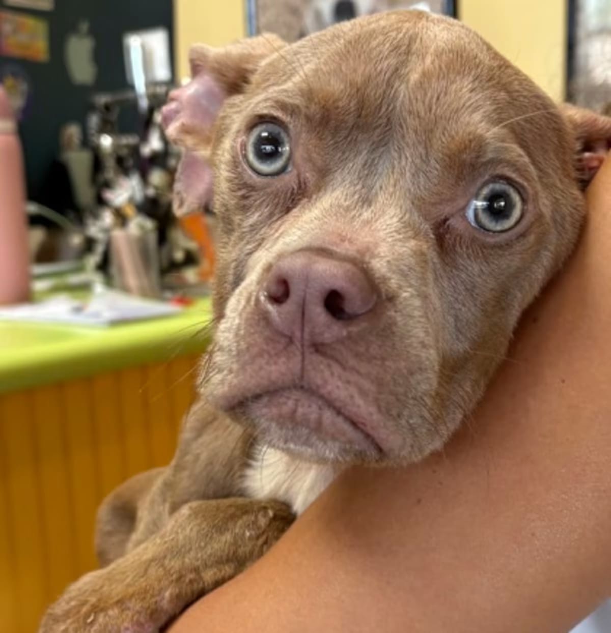 Photo of Angel Eyes IN FOSTER, adoptable Terrier (Unknown Type, Medium) in New Orleans, Louisiana