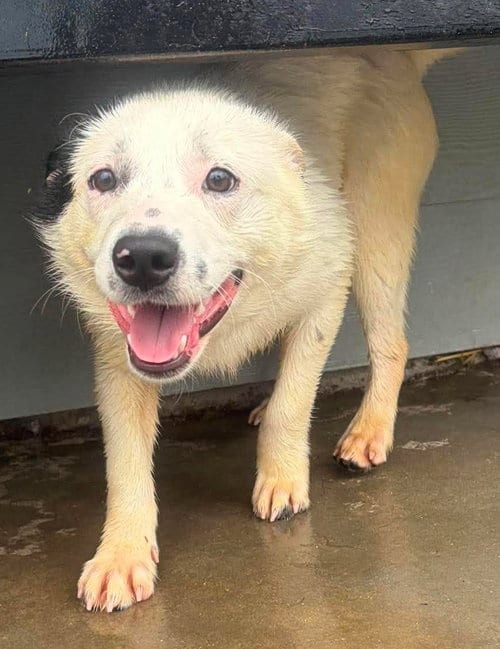 Photo of Ohana, adoptable Terrier in Knoxville, Iowa