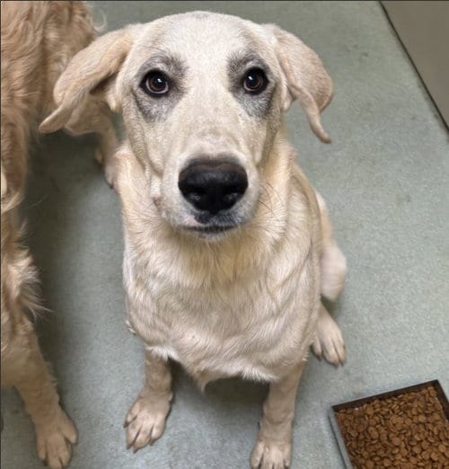 Photo of Minnie, adoptable Anatolian Shepherd in Placerville, California