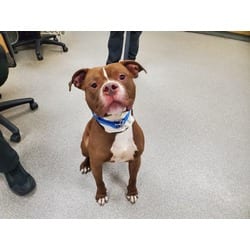 Photo of Koda, adoptable Mixed Breed (Medium) in Maumee, Ohio