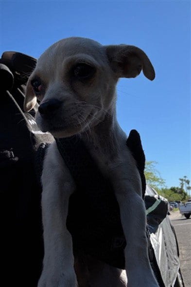 Photo of Helga, adoptable Chihuahua in Phoenix, Arizona