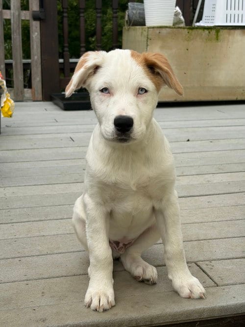 Photo of Naga (N Puppies), adoptable Great Pyrenees in Brewster, New York