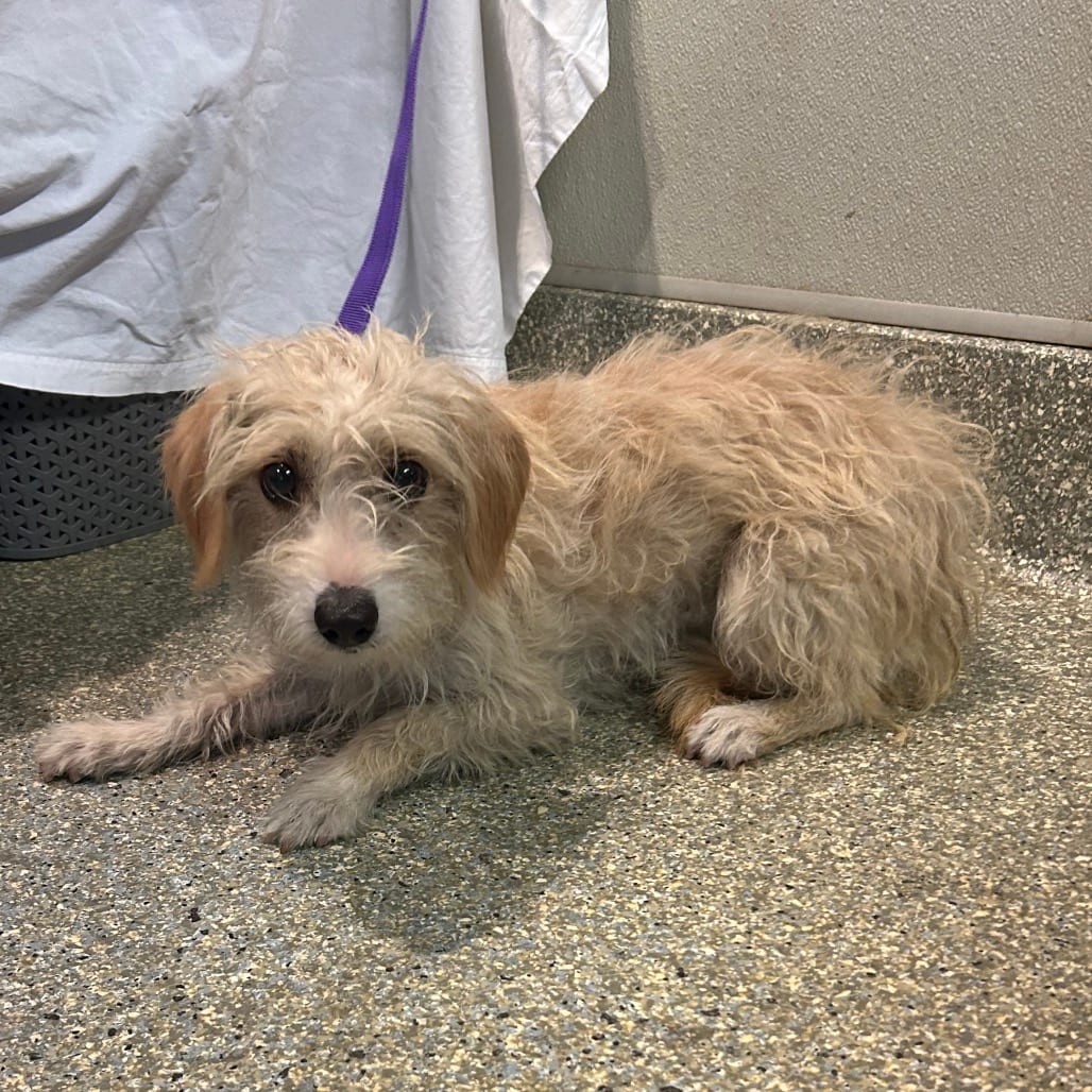 Photo of Guerita - Chino Hills Location, adoptable Terrier
