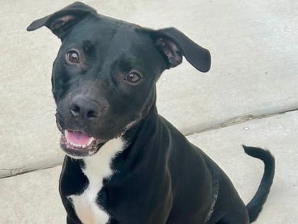 Photo of Brule, adoptable dog in Georgetown, Texas