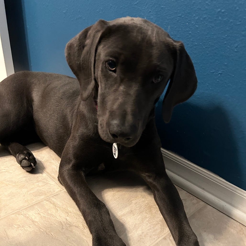 Photo of Koala, adoptable Terrier, Pit Bull / Mixed Breed (Medium) in Raleigh area, North Carolina