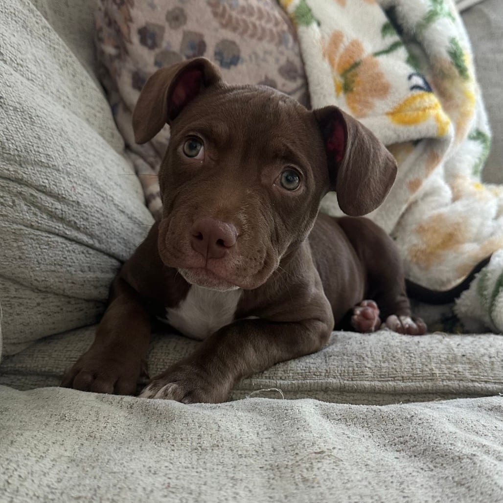 Photo of Penny, adoptable Terrier, Pit Bull / Mixed Breed (Medium) in Raleigh area, North Carolina