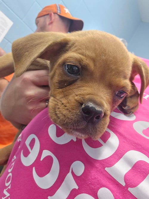 Photo of Iman, adoptable Pit Bull Terrier in Evansville, Indiana