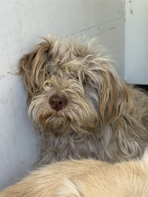 Photo of A171496, adoptable Terrier in Bakersfield, California
