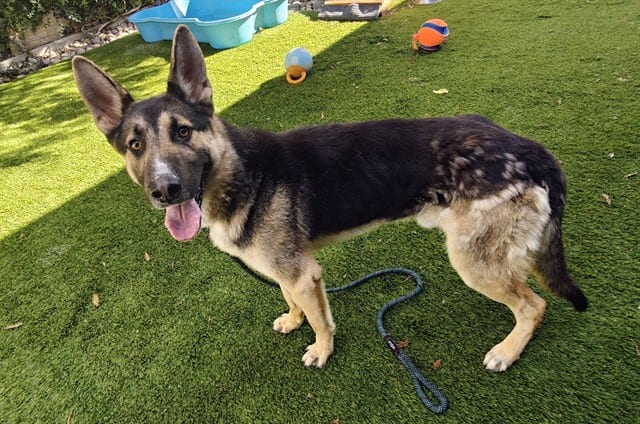 Photo of Kit-Kat, adoptable German Shepherd Dog in San José, California