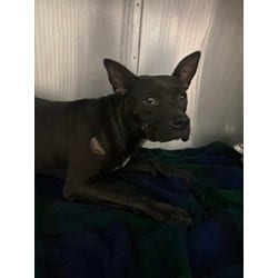 Photo of Blk, adoptable American Pit Bull Terrier in Baton Rouge, Louisiana