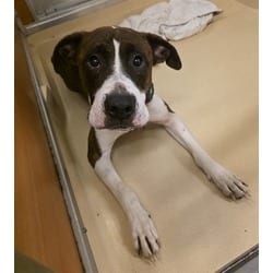 Photo of Toro, adoptable Terrier (Unknown Type, Medium) in Doral, Florida