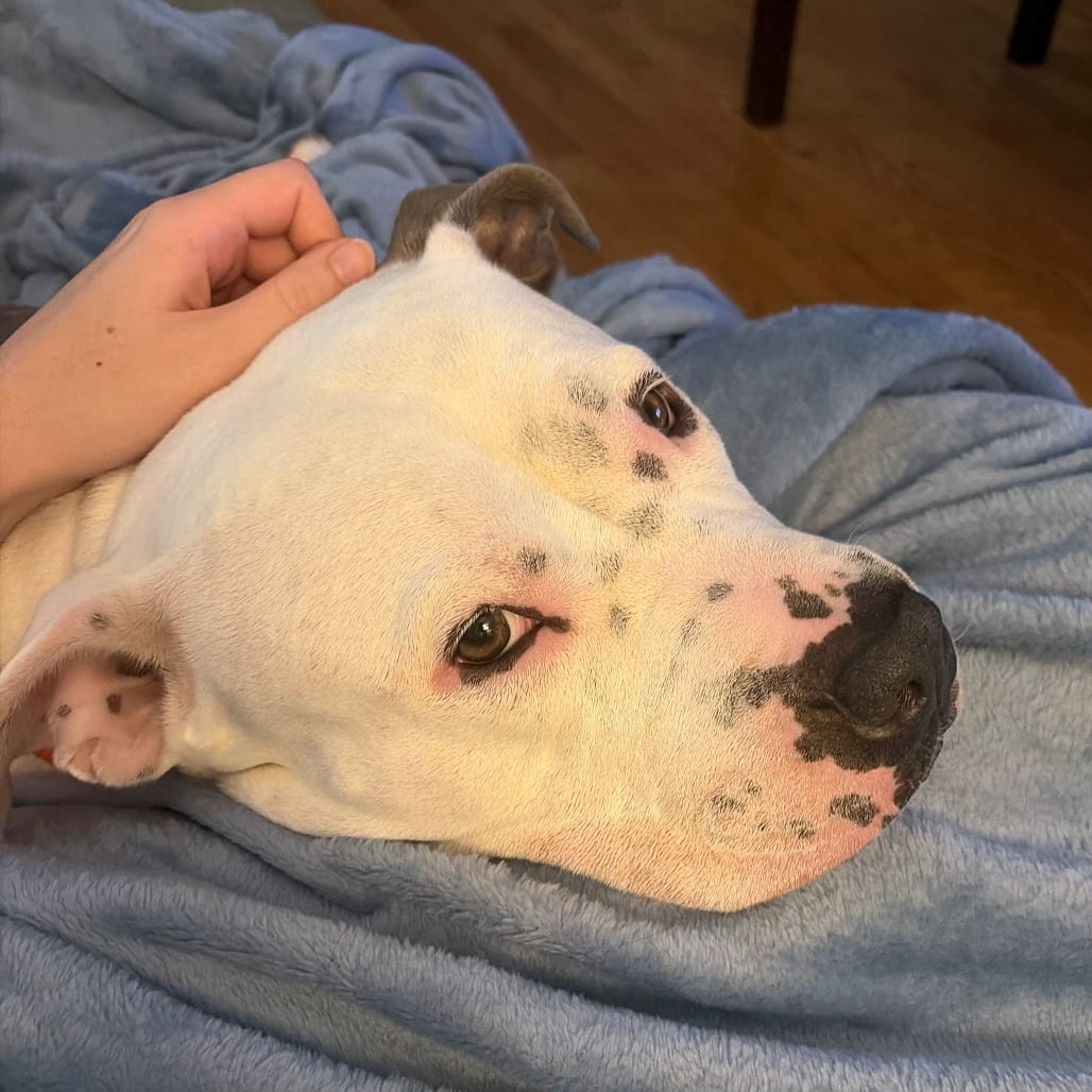 Photo of Marge, adoptable Terrier, American Staffordshire in Baltimore, Maryland