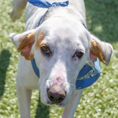 Photo of Donald, adoptable Hound in Hilton Head, South Carolina