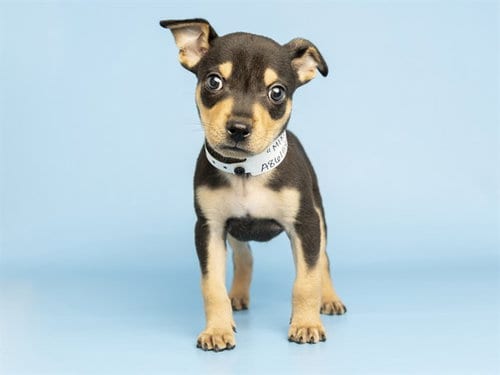 Photo of Mikey, adoptable Chihuahua in Phoenix, Arizona