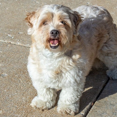 Photo of Candy Apple, adoptable Shih Tzu in St Louis, Missouri