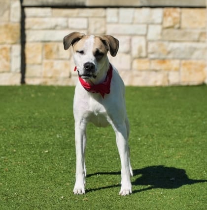 Photo of Sasha, adoptable Pointer, German Wirehaired/Terrier, American Pit Bull