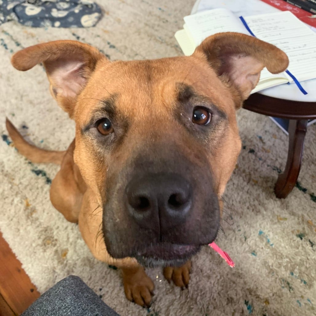 Photo of Annie, adoptable Mixed Breed (Medium)