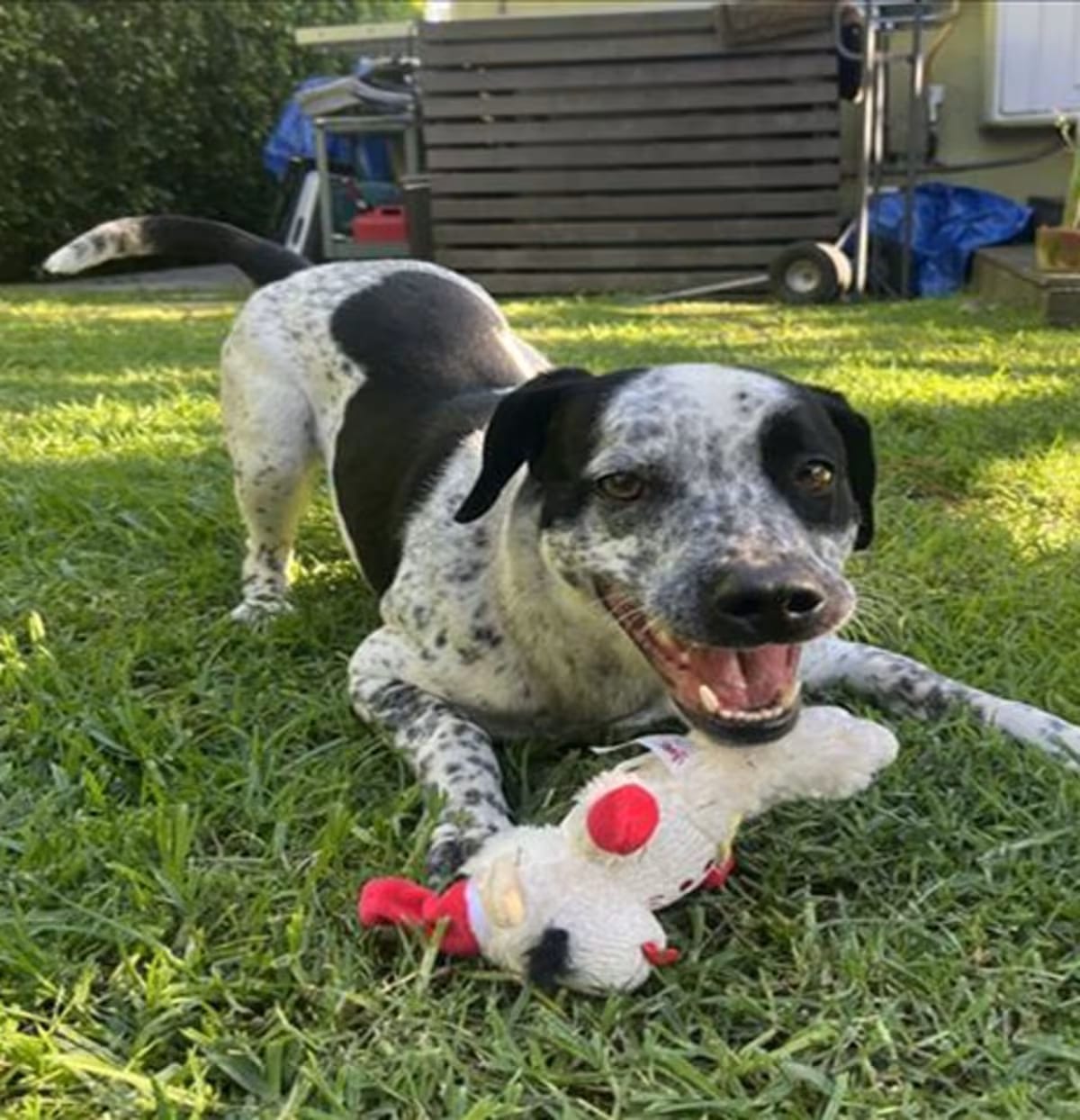 Photo of Spot, adoptable Dalmatian in Los Angeles, California