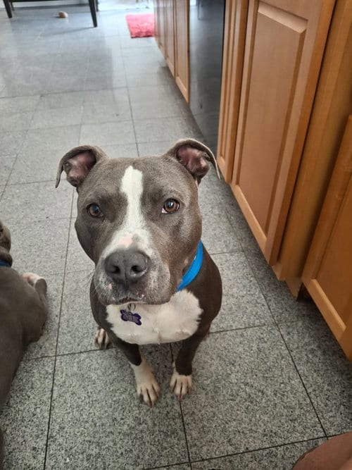 Photo of Blue Moon, adoptable Terrier in St. Louis, Missouri