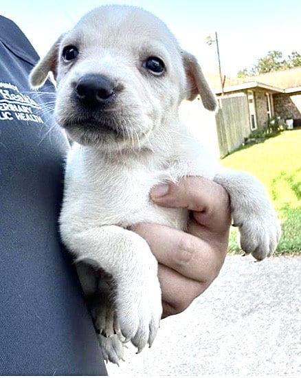 Photo of A661935, adoptable Labrador Retriever in Houston, Texas