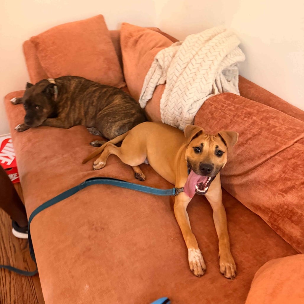 Photo of Luke, adoptable Bulldog / Black Mouth Cur in Houston, Texas