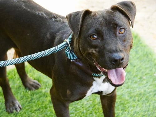 Photo of Canyon, adoptable Labrador Retriever in Tallahassee, Florida