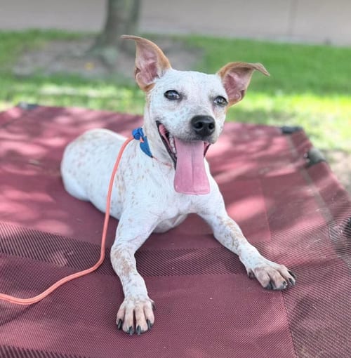 Photo of Hazel, adoptable Feist in Osteen, Florida