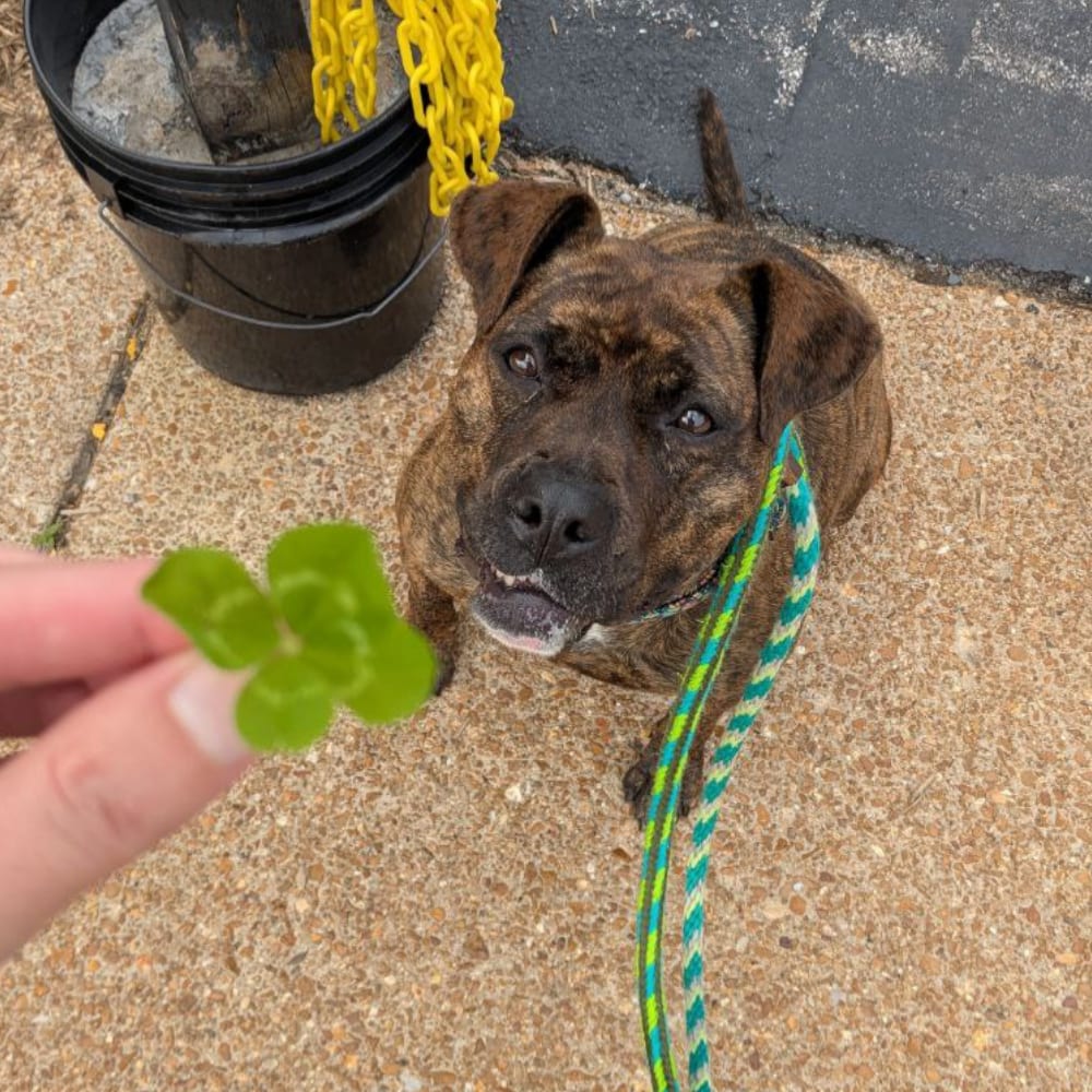 Photo of Luck of the Irish, adoptable Mixed Breed (Medium) in St. Louis, Missouri