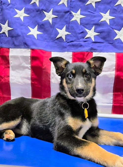 Photo of Zaida 7285, adoptable German Shepherd Dog in Centreville, Virginia