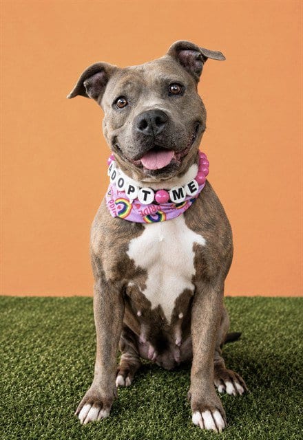 Photo of Sandy, adoptable American Bulldog in Miami, Florida