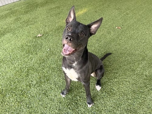 Photo of Rey, adoptable Staffordshire Bull Terrier in Garland, Texas