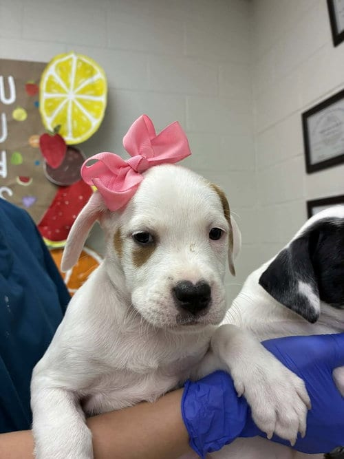 Photo of Puppy D (NY-Emily), adoptable Labrador Retriever in SHERBURNE, New York