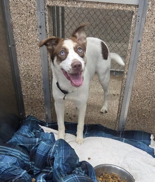 Photo of Nixie, adoptable Husky in Martinsburg, West Virginia