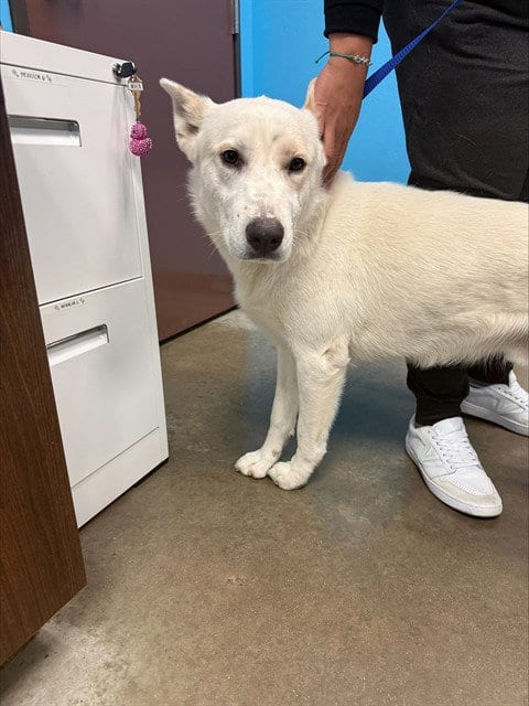 Photo of A171136, adoptable Husky in Bakersfield, California
