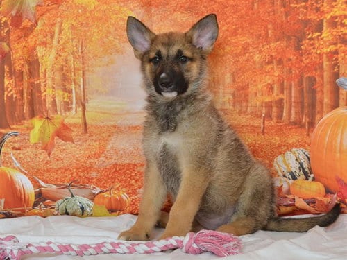Photo of Laurie, adoptable German Shepherd Dog in Oroville, California