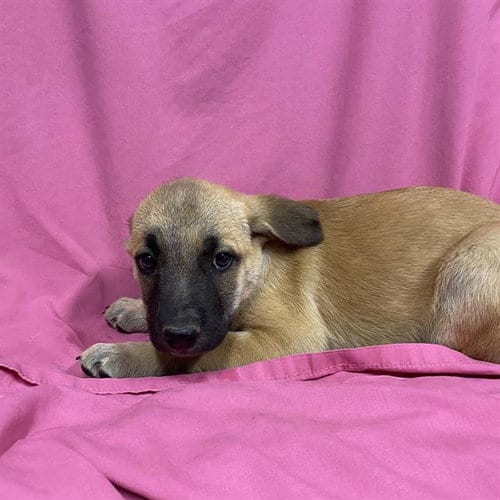 Photo of Priya, adoptable German Shepherd Dog in Modesto, California