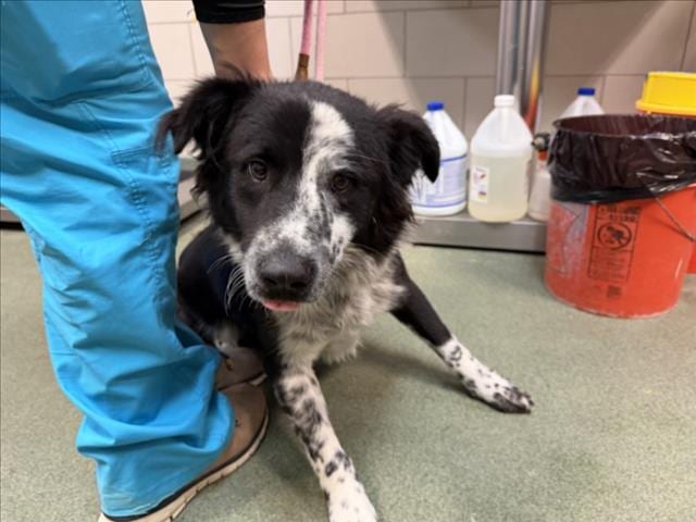 Photo of Senior Mixed Breed, adoptable Mixed Breed in Santa Fe, New Mexico