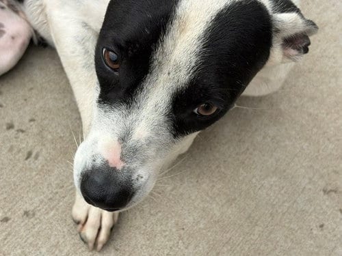 Photo of Sunny, adoptable Pit Bull Terrier in Tulsa, Oklahoma