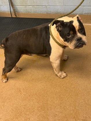 Photo of Bulklore, adoptable dog in Chamblee, Georgia