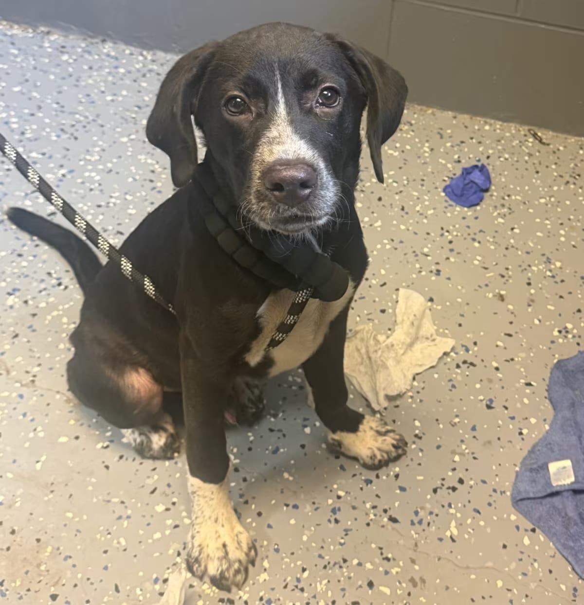Photo of Squirt, adoptable Hound (Unknown Type)/Mixed Breed (Medium) in Tuscaloosa, Alabama
