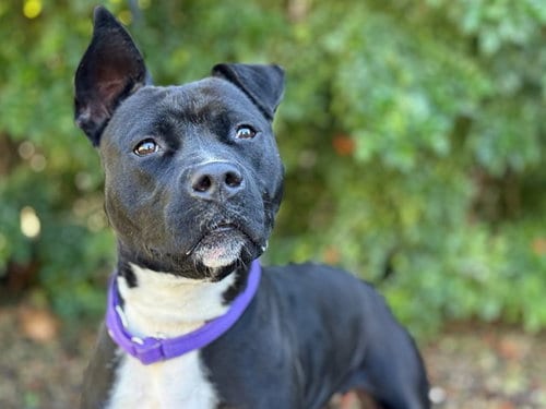 Photo of Clementine, adoptable Staffordshire Bull Terrier in Tavares, Florida