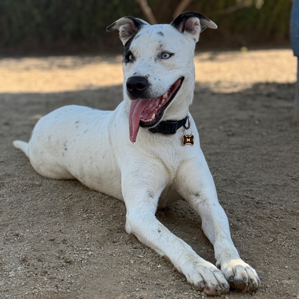 Photo of Frost Bite, adoptable Terrier, Pit Bull / Mixed Breed (Large) in Riverside, California