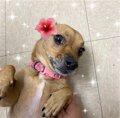Photo of Abby, adoptable Chihuahua in Killeen, Texas