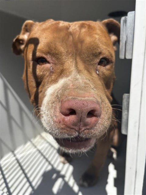 Photo of A662078, adoptable American Pit Bull Terrier in Houston, Texas