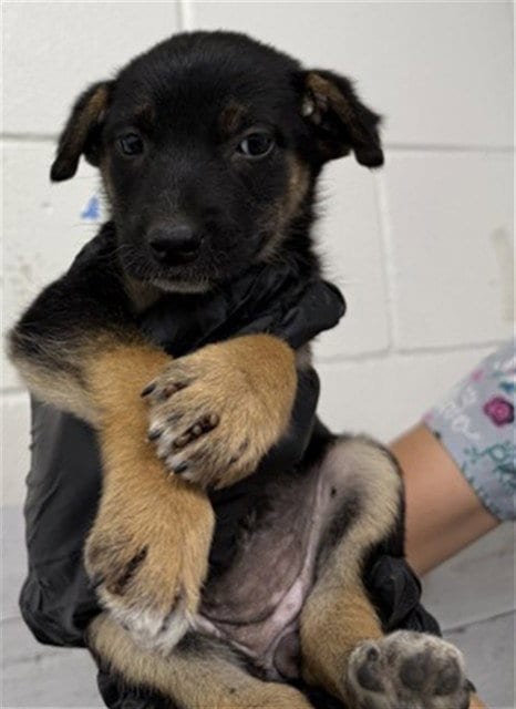 Photo of Mila, adoptable German Shepherd Dog in San Bernardino, California