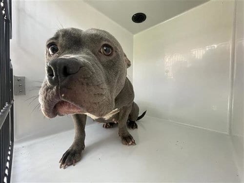 Photo of A662158, adoptable Pit Bull Terrier in Houston, Texas