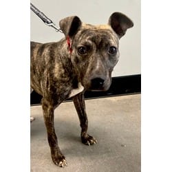 Photo of Owen Jenkins, adoptable Mixed Breed (Medium) in Georgetown, Delaware